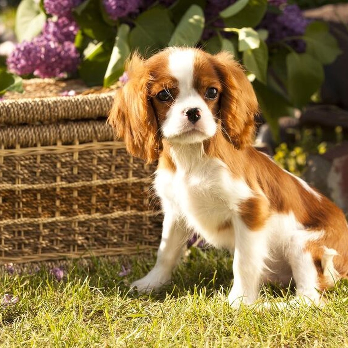 Daisy, Mini Cavalier King Charles Spaniel