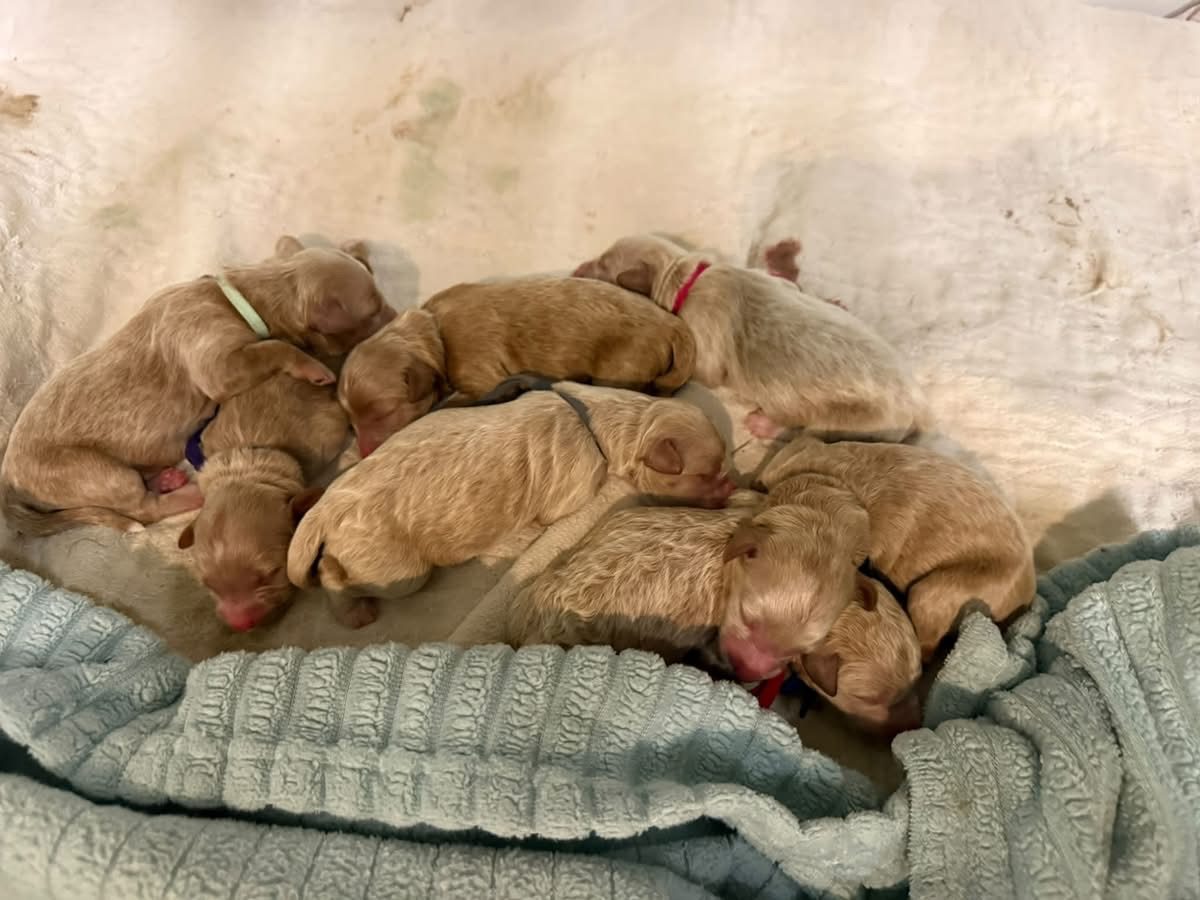 Hazel's litter of 7 Mini Goldendoodle puppies, born October 3, 2026