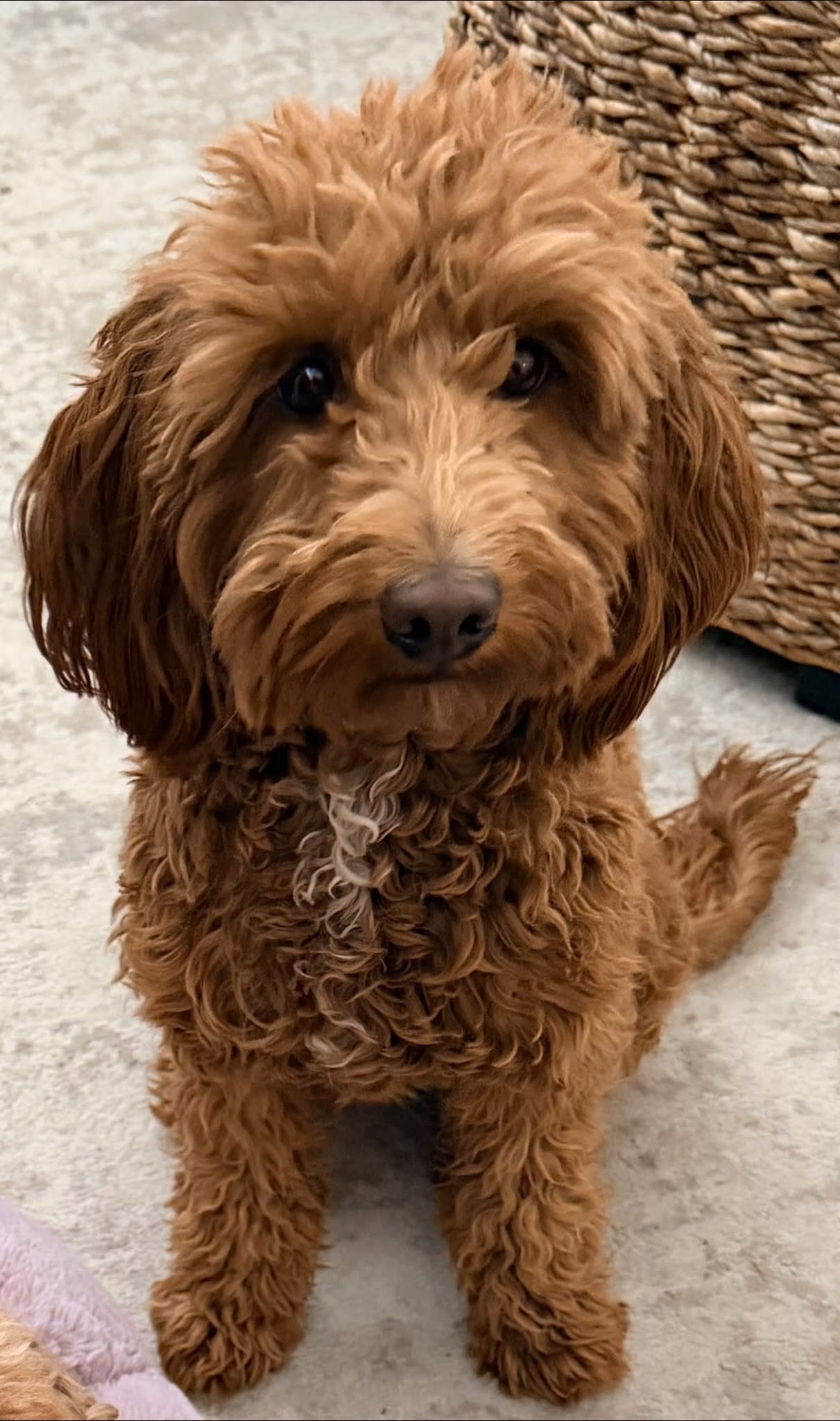 Hazel, Mini Goldendoodle dame