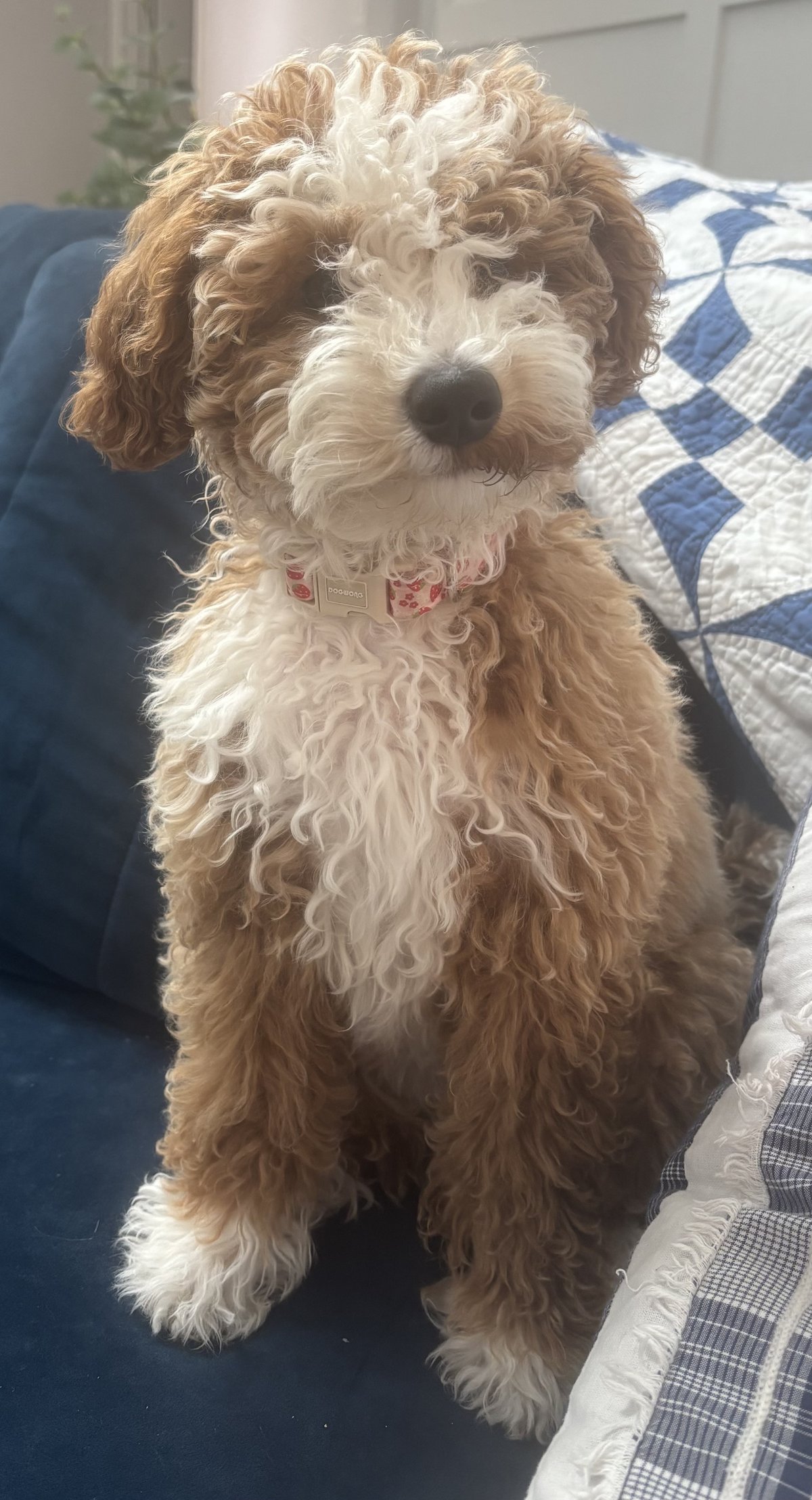 Honey, 14 lbs, puppy from Gypsy’s past litter
