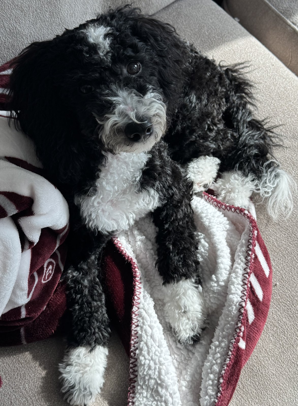 Oakley, 14 lbs, puppy from Gypsy’s past litter