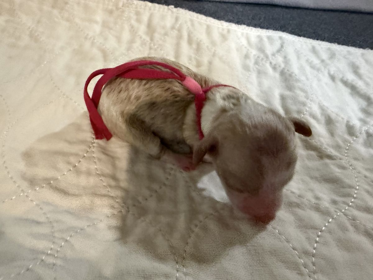 Gypsy litter puppy #3: Tuxedo Red/White, Hot Pink collar female, born October 6, 2026