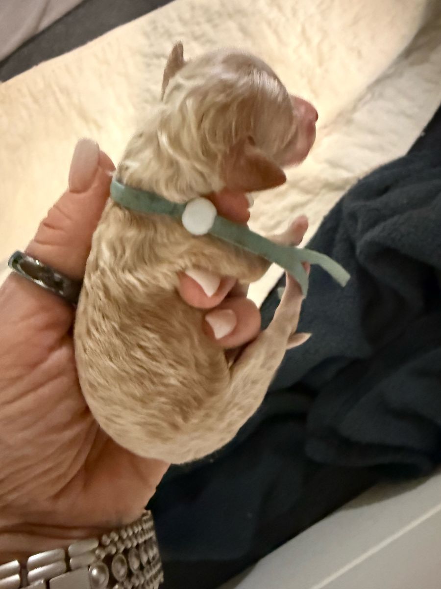 Gypsy litter puppy #2: Tuxedo Red/White, Lt Blue collar male, born October 6, 2026