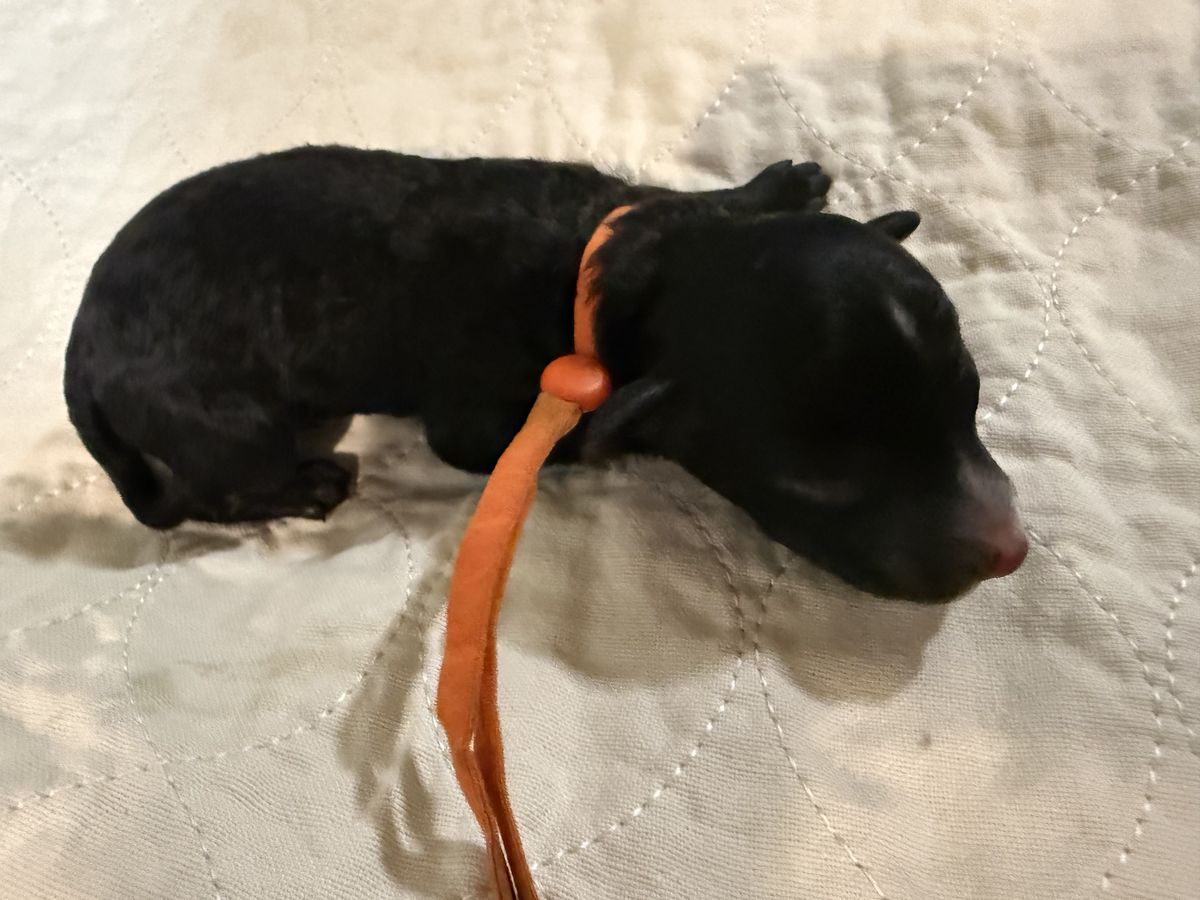 Gypsy litter puppy #6: Black, Orange collar male, born October 6, 2026