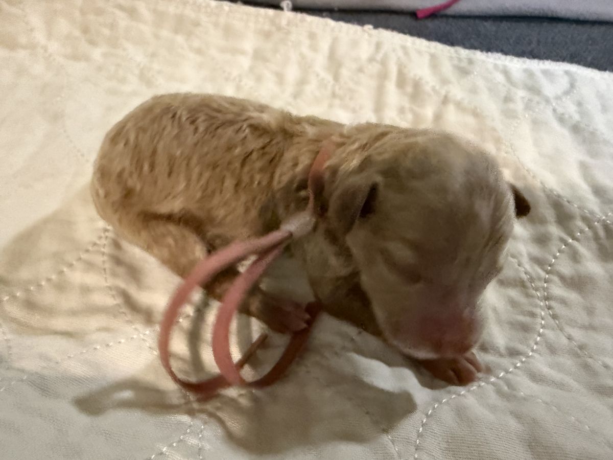 Gypsy litter puppy #7: Red, Pink collar female, born October 6, 2026
