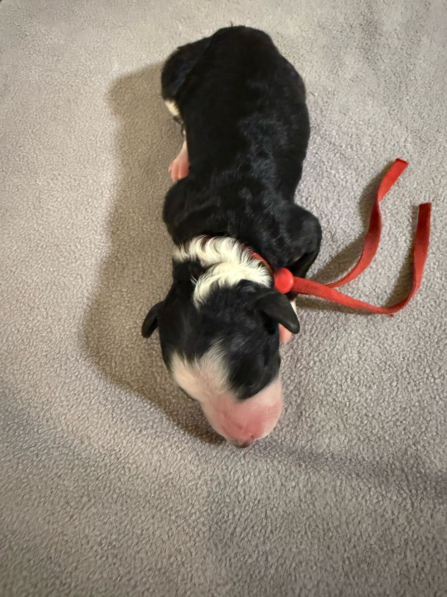 Gypsy litter puppy #4: Tuxedo B/W, Red collar male, born October 6, 2026
