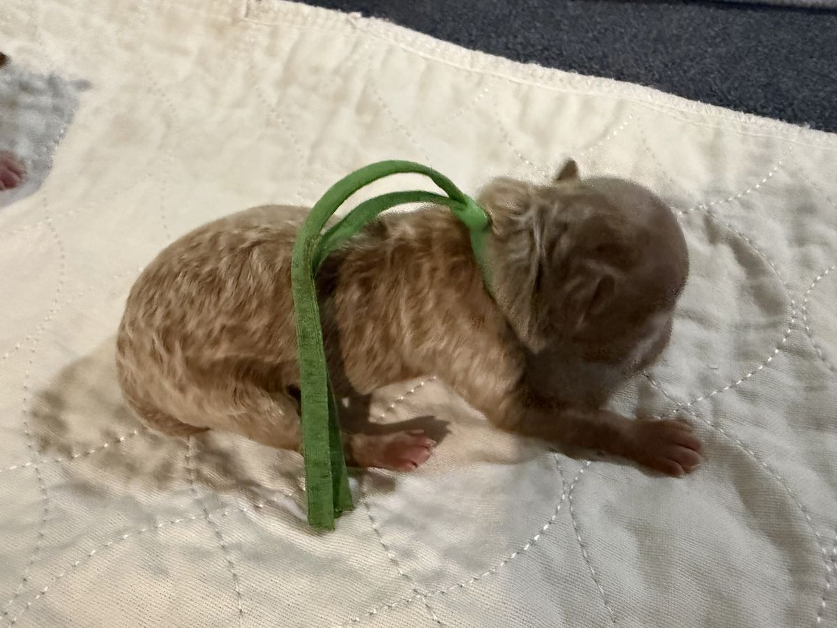 Gypsy litter puppy #5: Party R/W, Sage collar female, born October 6, 2026