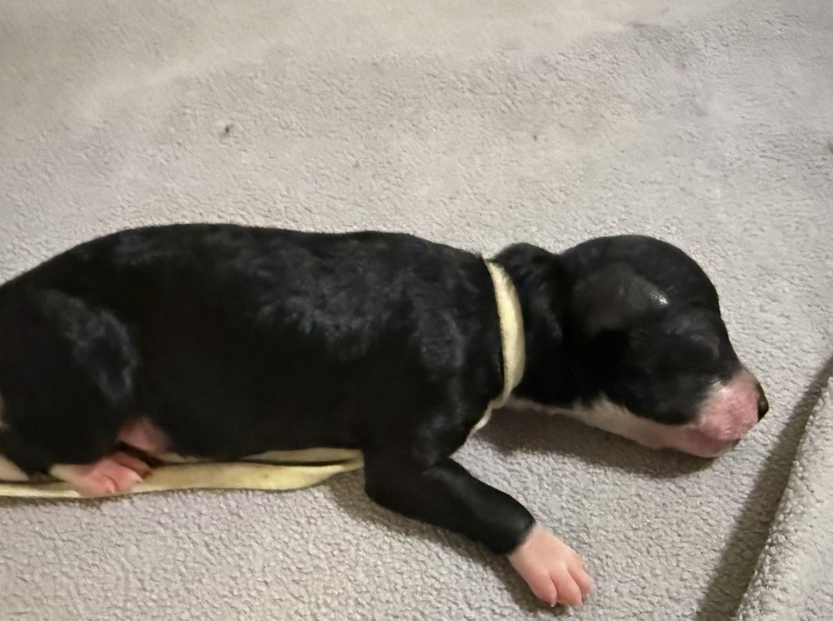 Gypsy litter puppy #1: Tuxedo B/W, White collar female, born October 6, 2026
