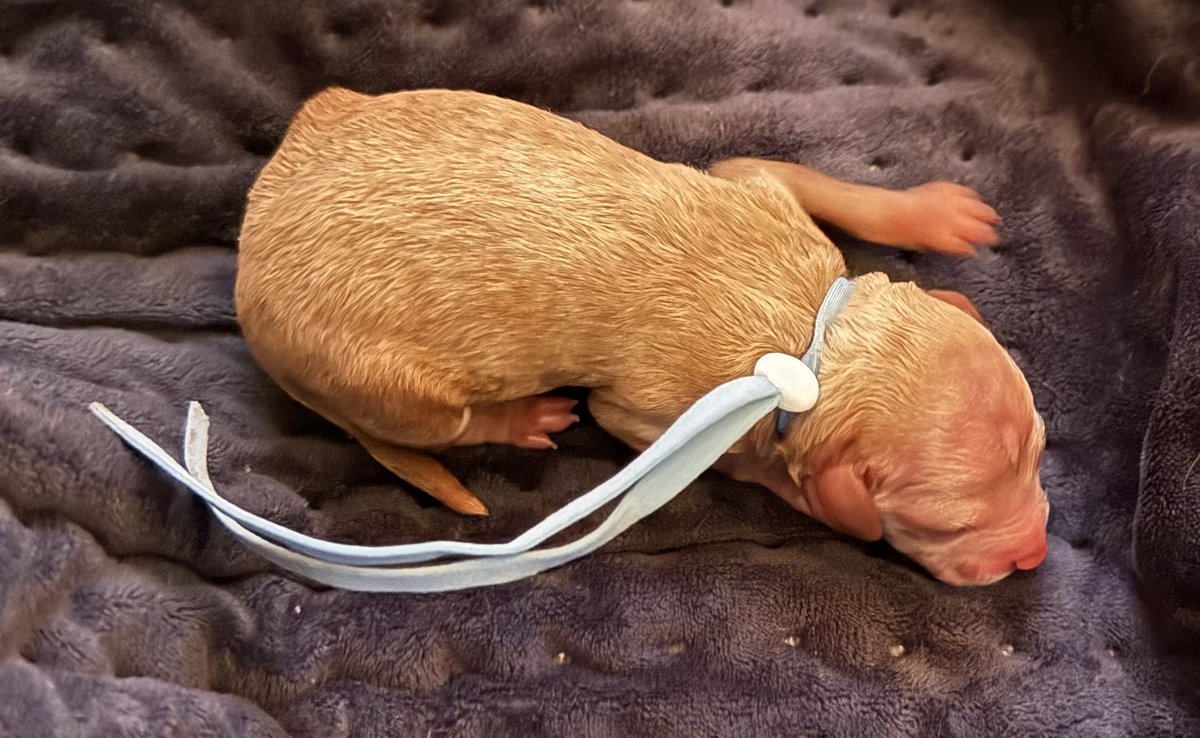 Rooby litter puppy: Blue collar male, born October 8, 2026