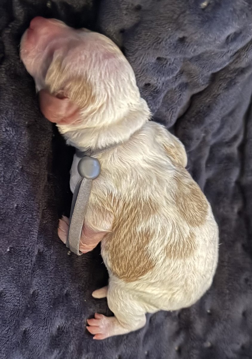 Rooby litter puppy: Gray collar male, born October 8, 2026
