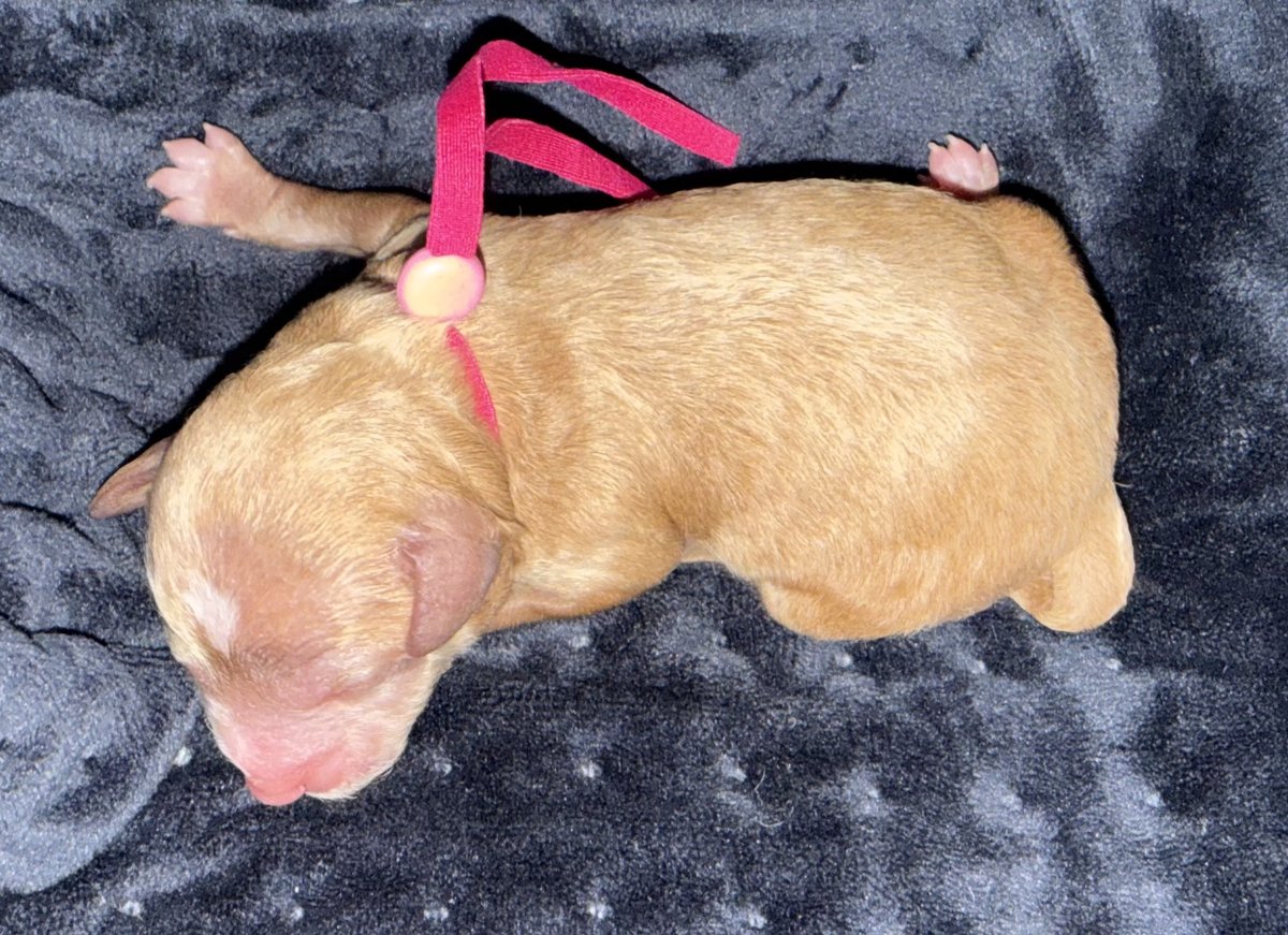 Rooby litter puppy: Hot Pink collar female, born October 8, 2026