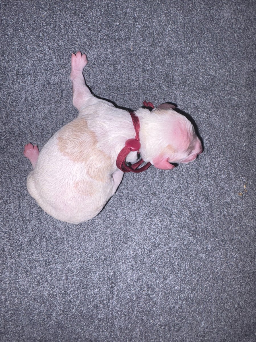 Rooby litter puppy: Maroon collar female, born October 8, 2026