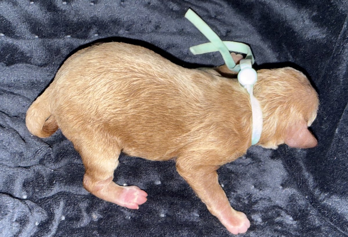 Rooby litter puppy: Mint Green collar female, born October 8, 2026