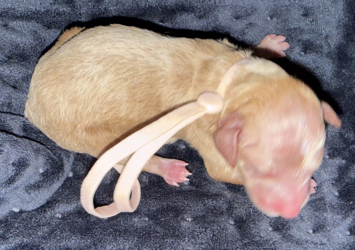 Rooby litter puppy: Pink collar female, born October 8, 2026