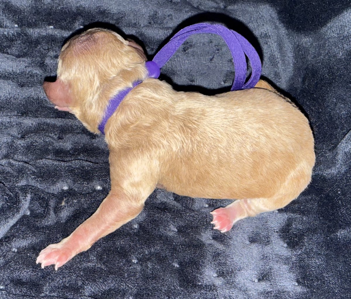 Rooby litter puppy: Purple collar female, born October 8, 2026