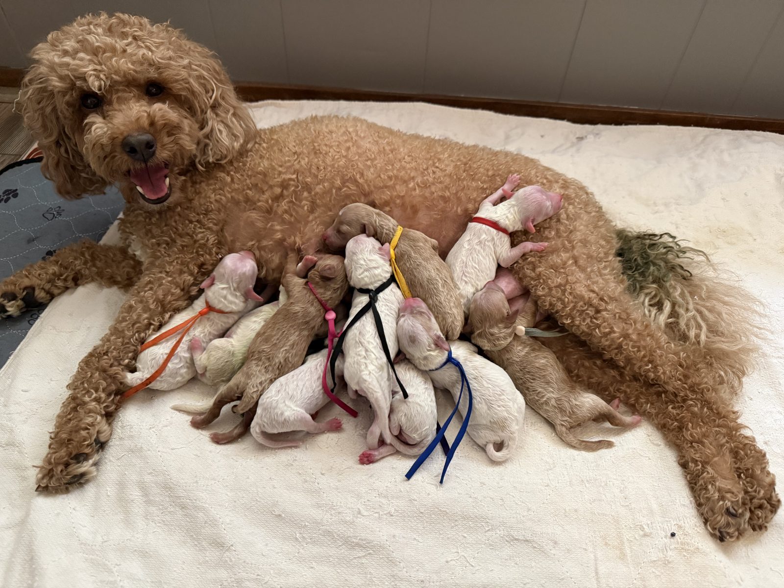 Penny with her newborn litter of 10 Mini Goldendoodle puppies