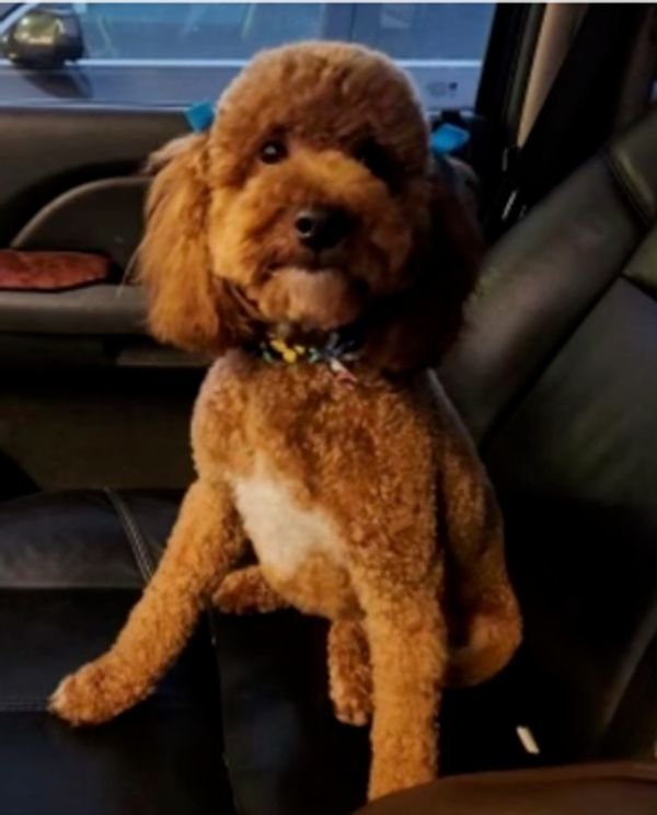 Penny, Mini Goldendoodle dame