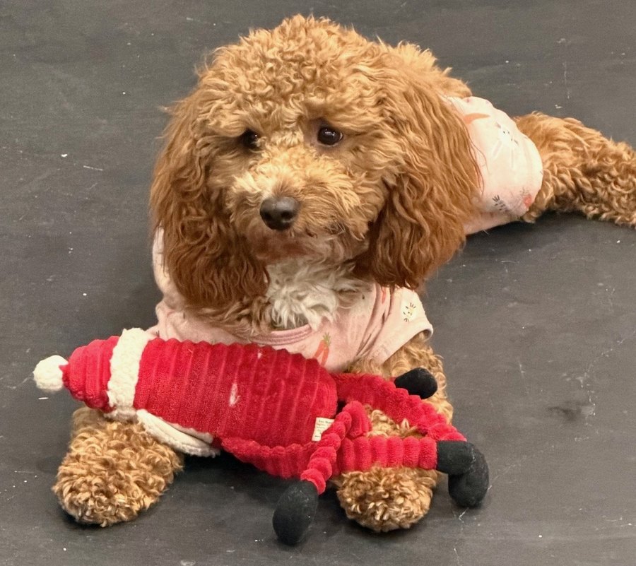 Rooby, Micro Mini Goldendoodle dame
